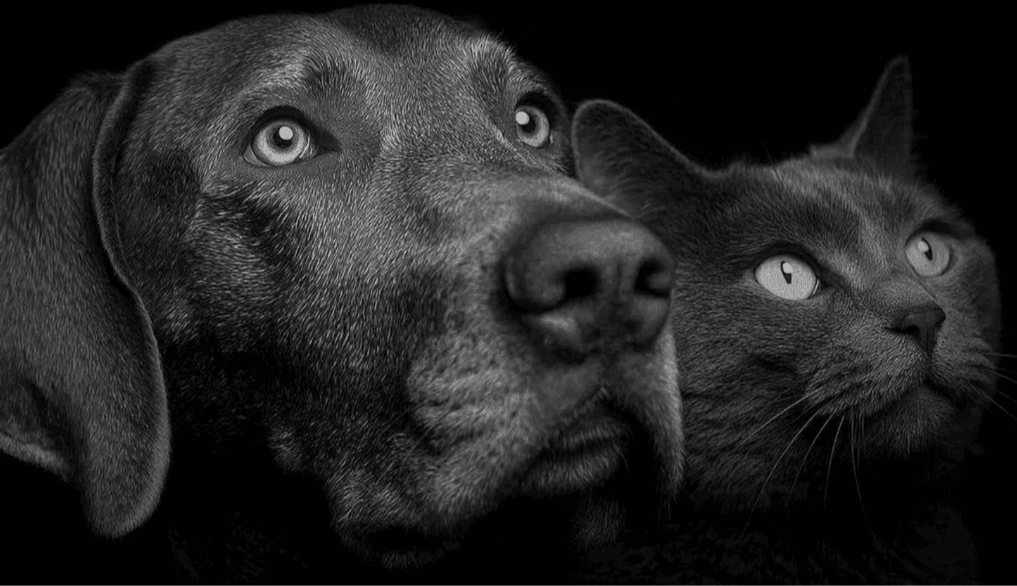 43004932-4715-4e1d-a105-c1f64918fb7a-_p7bo4wqkh.png